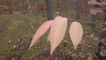 Nahansicht Schuss von Baum Rinde video