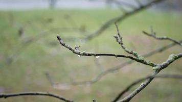 branches sans pour autant feuilles avec gouttes de pluie dans bokeh style video