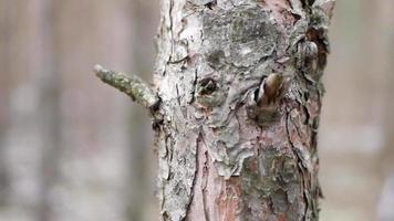 avvicinamento tiro di albero abbaiare video