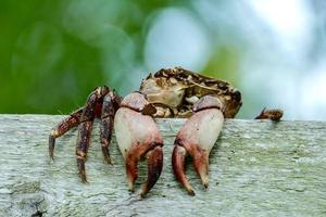 Crab crawling on the dock photo