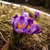 Close up spring crocus flowers with anthers blooming concept photo