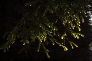 Close up dark fir branches with frozen droplets concept photo