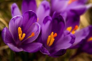 Close up purple crocus flowers in full bloom concept photo