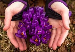 Close up purple crocus flowers covering with female hands concept photo