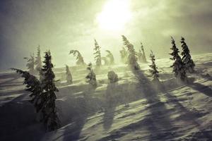 Blizzard wind blowing through spruce forest landscape photo