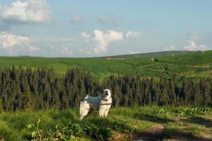 Great pyrenees dog howling on mountain slope scenic photography photo