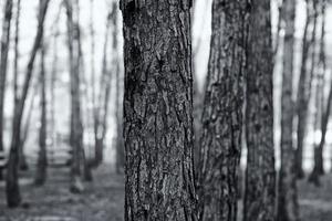 Tree trunks in the forest photo