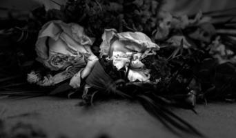 Dry and dead roses photo