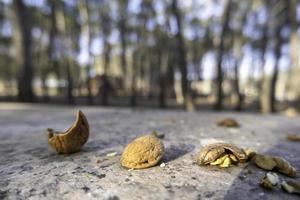Walnut shells in the forest photo
