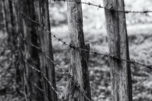 Barbed wire in the forest photo