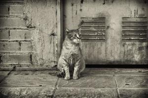 Street abandoned cats photo