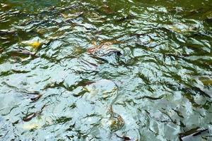 Pangasius Fish in the Canal. photo