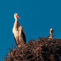 Storks are sitting in a newly made nest. Strasbourg. France. photo