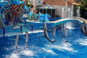 SAN DIEGO, USA - NOVEMBER, 15 2015 - The dolphin show at Sea World photo