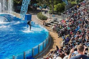 SAN DIEGO, USA - NOVEMBER, 15 2015 - The dolphin show at Sea World photo