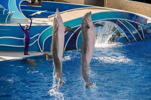 SAN DIEGO, USA - NOVEMBER, 15 2015 - The dolphin show at Sea World photo