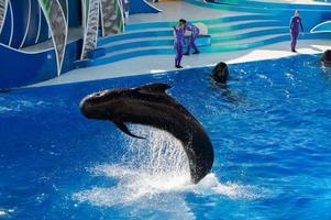 SAN DIEGO, USA - NOVEMBER, 15 2015 - The dolphin show at Sea World photo