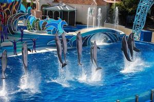 SAN DIEGO, USA - NOVEMBER, 15 2015 - The dolphin show at Sea World photo