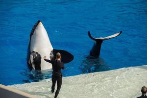 SAN DIEGO, USA - NOVEMBER, 15 2015 - The killer whale show at Sea World photo