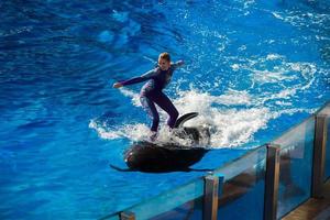 SAN DIEGO, USA - NOVEMBER, 15 2015 - The dolphin show at Sea World photo