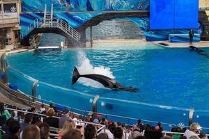 SAN DIEGO, USA - NOVEMBER, 15 2015 - The killer whale show at Sea World photo