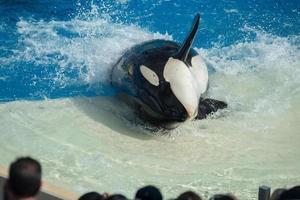 SAN DIEGO, USA - NOVEMBER, 15 2015 - The killer whale show at Sea World photo