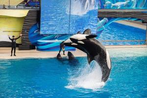 SAN DIEGO, USA - NOVEMBER, 15 2015 - The killer whale show at Sea World photo