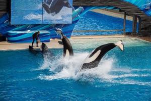 SAN DIEGO, USA - NOVEMBER, 15 2015 - The killer whale show at Sea World photo