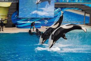 SAN DIEGO, USA - NOVEMBER, 15 2015 - The killer whale show at Sea World photo