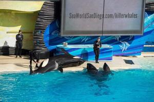 SAN DIEGO, USA - NOVEMBER, 15 2015 - The killer whale show at Sea World photo
