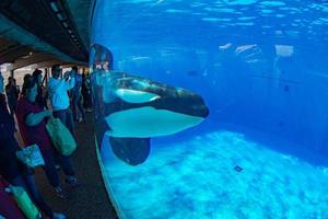 SAN DIEGO, USA - NOVEMBER, 15 2015 - The killer whale show at Sea World photo
