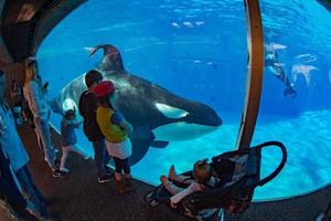 SAN DIEGO, USA - NOVEMBER, 15 2015 - The killer whale show at Sea World photo