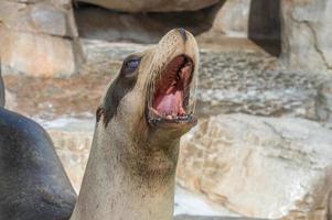 californian sea lion close up portrait photo