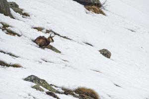 Chamois deer in the snow background photo