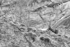 Deer ibex long horn sheep Steinbock in black and white photo