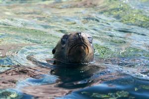 foca león marino en baja california foto