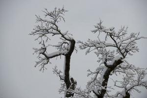 Tree branches covered by snow in winter photo