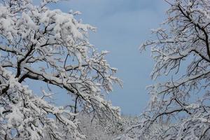 Tree branches covered by snow in winter photo