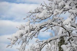 Tree branches covered by snow in winter photo