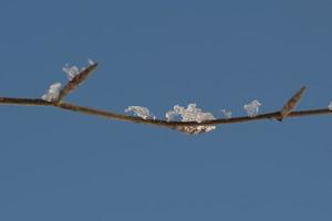 Tree branches covered by snow in winter photo