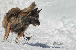 perro mientras corre en la nieve foto