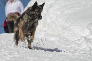 perro mientras corre en la nieve foto