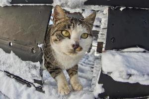 un gato en el nieve foto