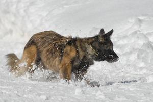 Dog while running on the snow photo