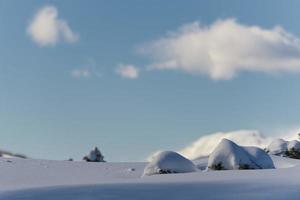 ramas de árboles cubiertas de nieve en invierno foto