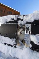 A yellow eyes cat in the snow photo