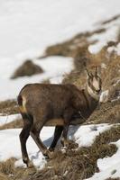 An isolated chamois deer in the snow background photo