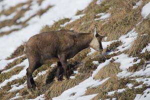 An isolated chamois deer in the snow background photo