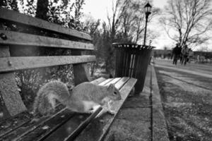 Squirrel in black and withe portrait photo
