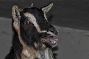 Black and white sheep while bleating photo